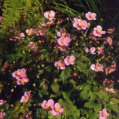 anemone hupehensis