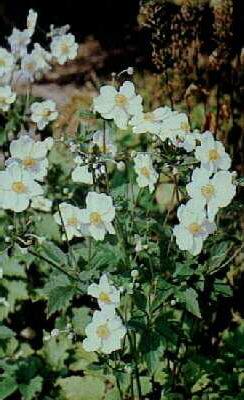anemone hupehensis
