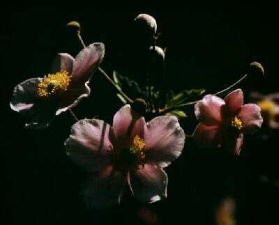 anemone hupehensis
