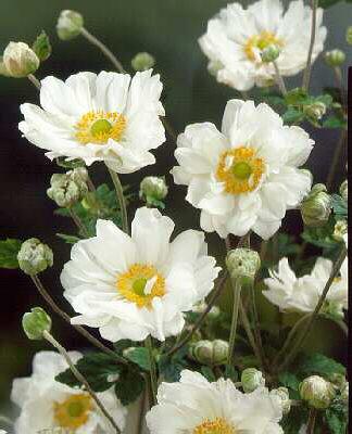 anemone hybrida an