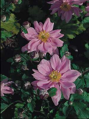 anemone hybrida la