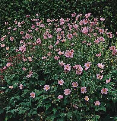 anemone hybrida ma
