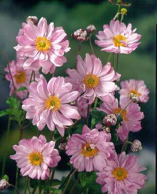 anemone hybrida mo