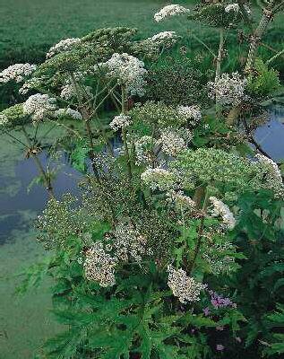 angelica archangel