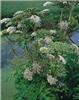 angelica archangel