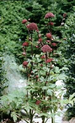 angelica gigas