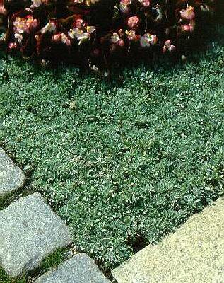 antennaria dioica