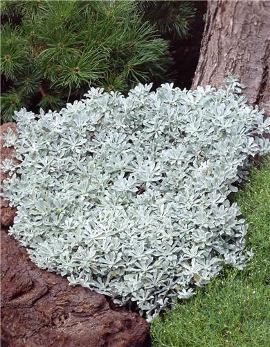 antennaria parvifo