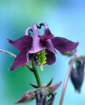 aquilegia atrata