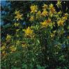 aquilegia chrysant