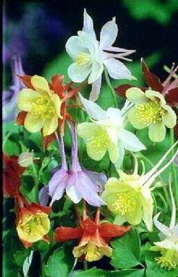 aquilegia mckana h