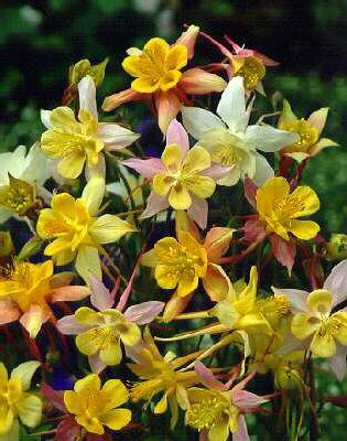 aquilegia scot ell