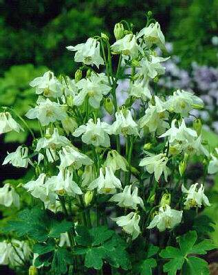 aquilegia vulgaris