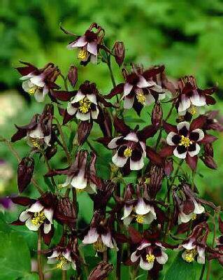 aquilegia vulgaris