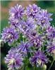 aquilegia vulgaris