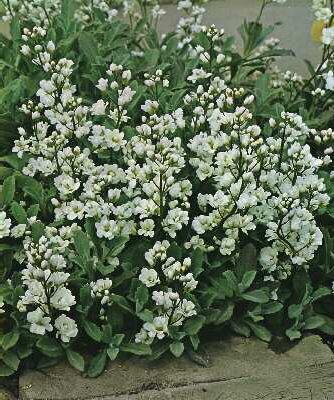 arabis caucasica p