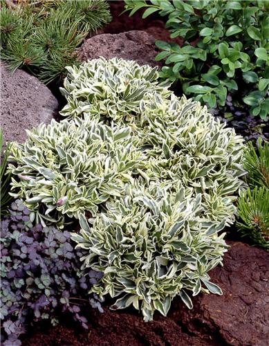 arabis caucasica v