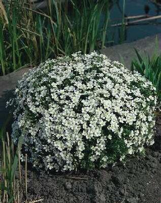 arenaria montana