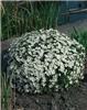 arenaria montana