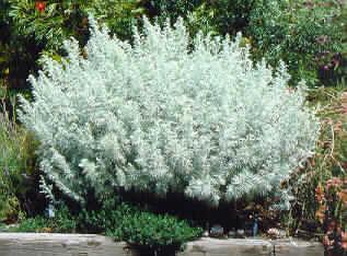 artemisia absinthi