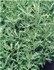 artemisia ludovici