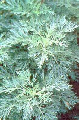 artemisia powis ca