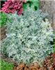 artemisia schmidti