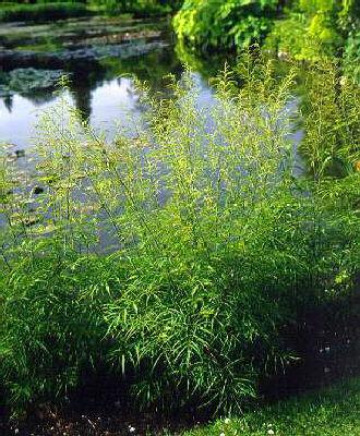 aruncus dioicus kn
