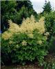 aruncus dioicus3