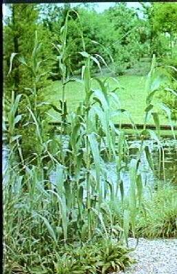 arundo donax