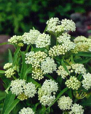 asclepias incarnat