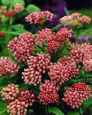 asclepias incarnat