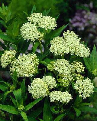 asclepias incarnat