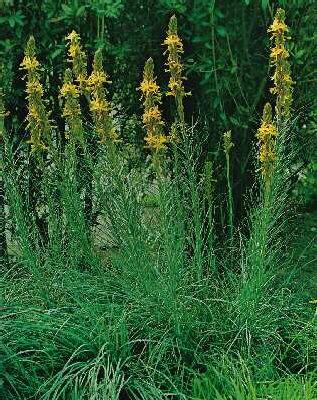 asphodeline lutea