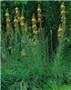 asphodeline lutea