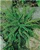 asplenium trichoma