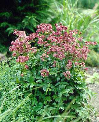 astrantia major pr