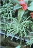 athyrium filix fem