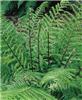 athyrium filix fem