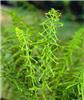 athyrium filix fem