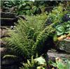 athyrium filix fem