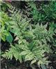 athyrium otophorum