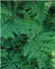 athyrium vidalii