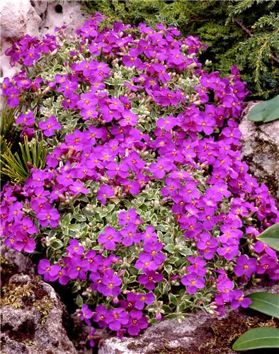 aubrieta dr. mules