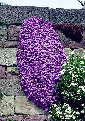 aubrieta dr. mules