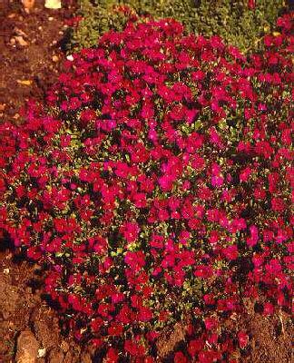 aubrieta red carpe