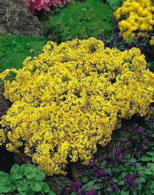 aurinia saxatilis goldkugel