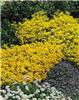 aurinia saxtilis