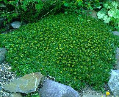 azorella trifurcat