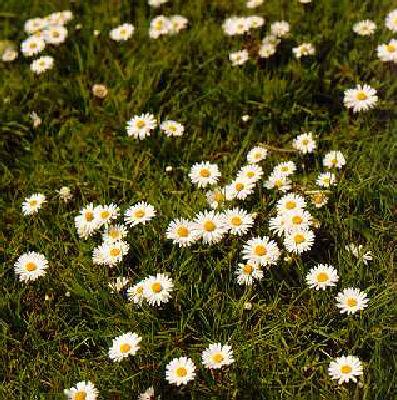 bellis perennis